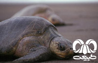 گونه لاکپشت زیتونی ریدلی Olive Ridley Turtle